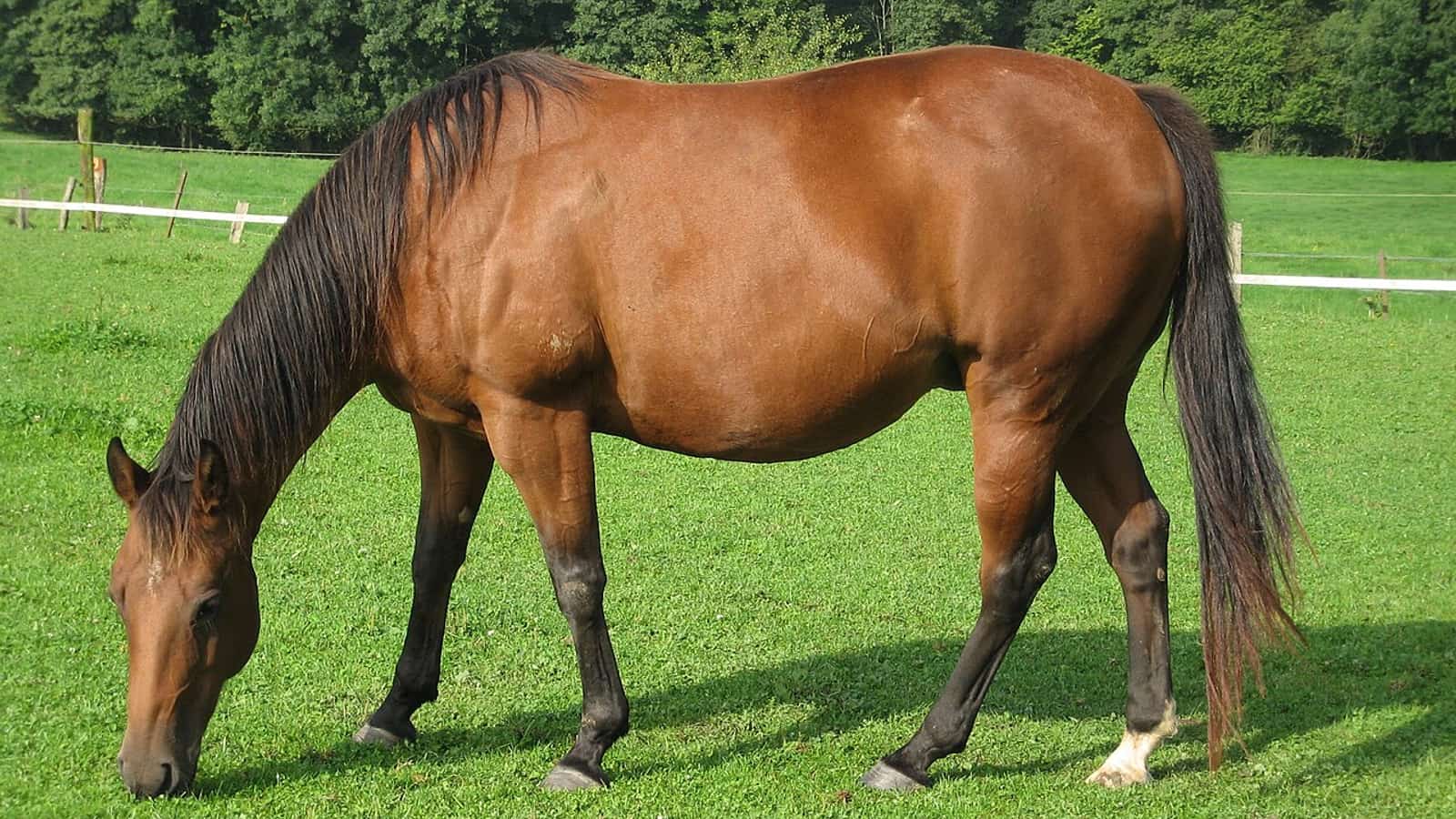 Cheval de course au pré au lever du jour, illustrant le bien-être du cheval de course par l'accès aux sorties.