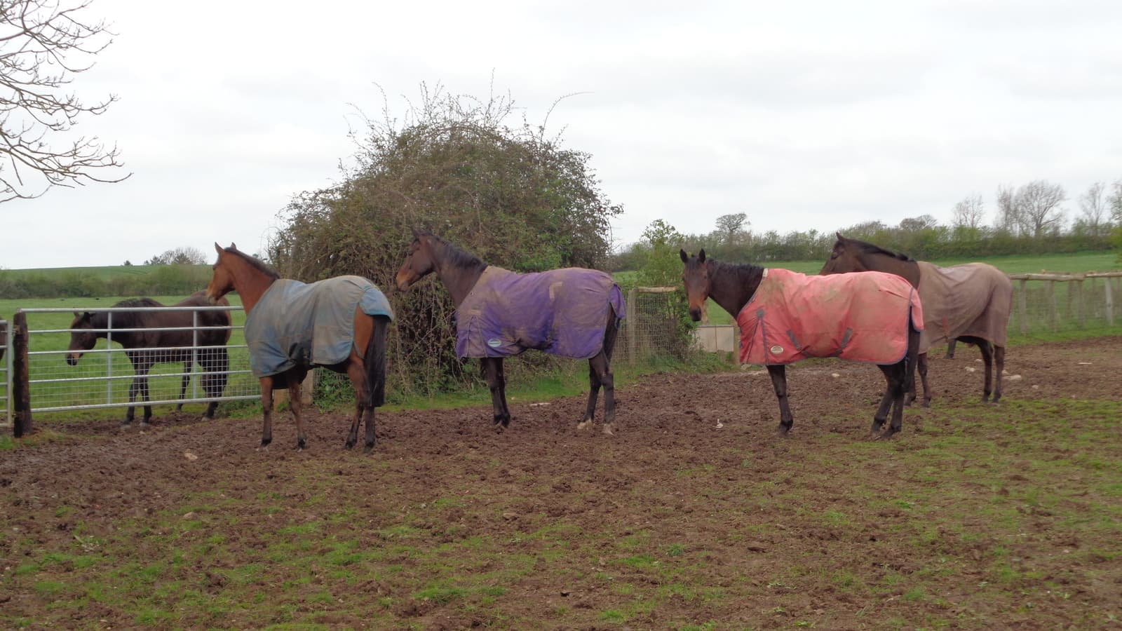 Pedigree d'un pur-sang cheval de course imprimé sur une feuille, avec arbre généalogique sur plusieurs générations.