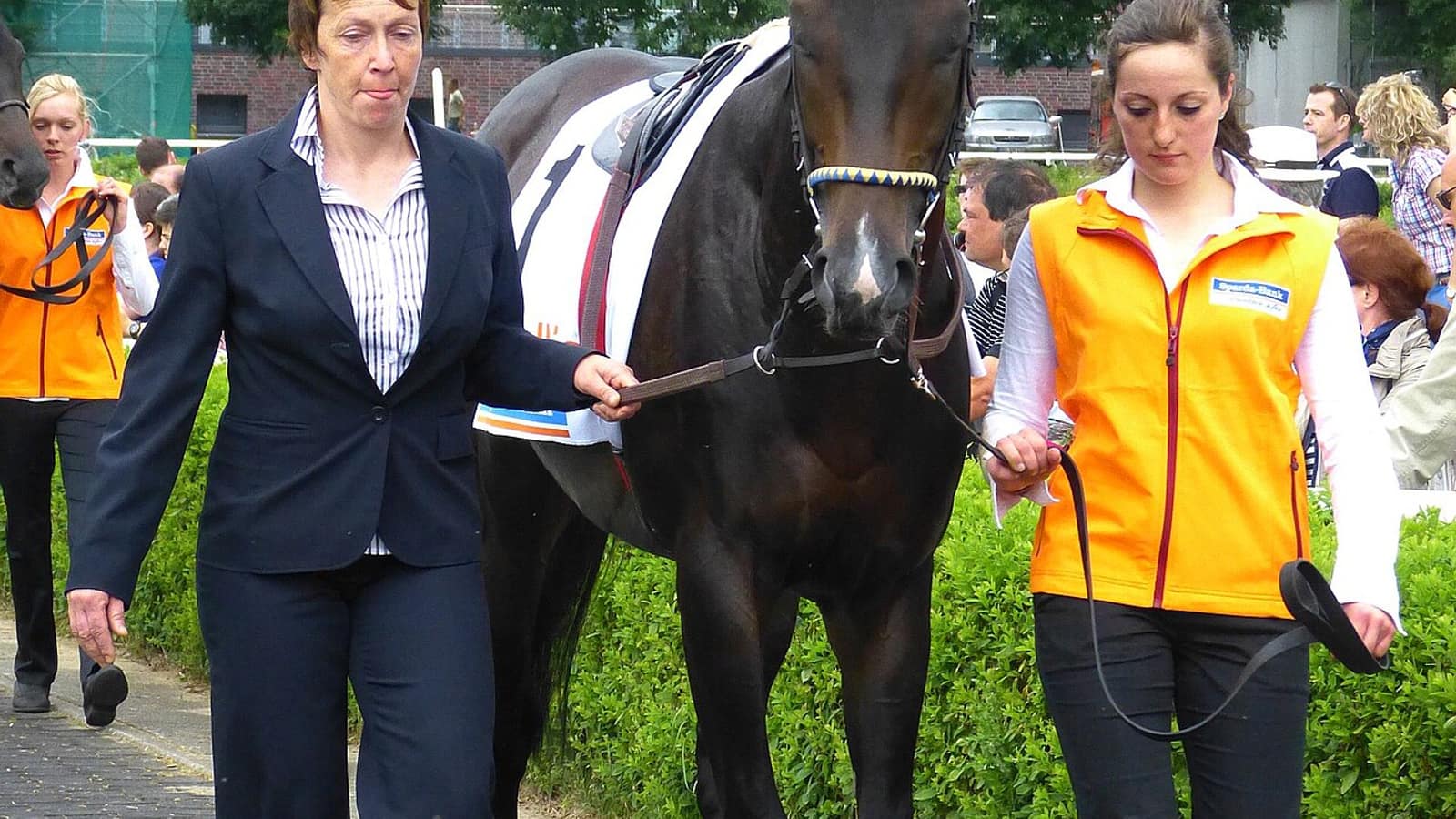 Cheval de course en reconversion au pré après sa retraite des courses, broutant paisiblement au lever du jour.
