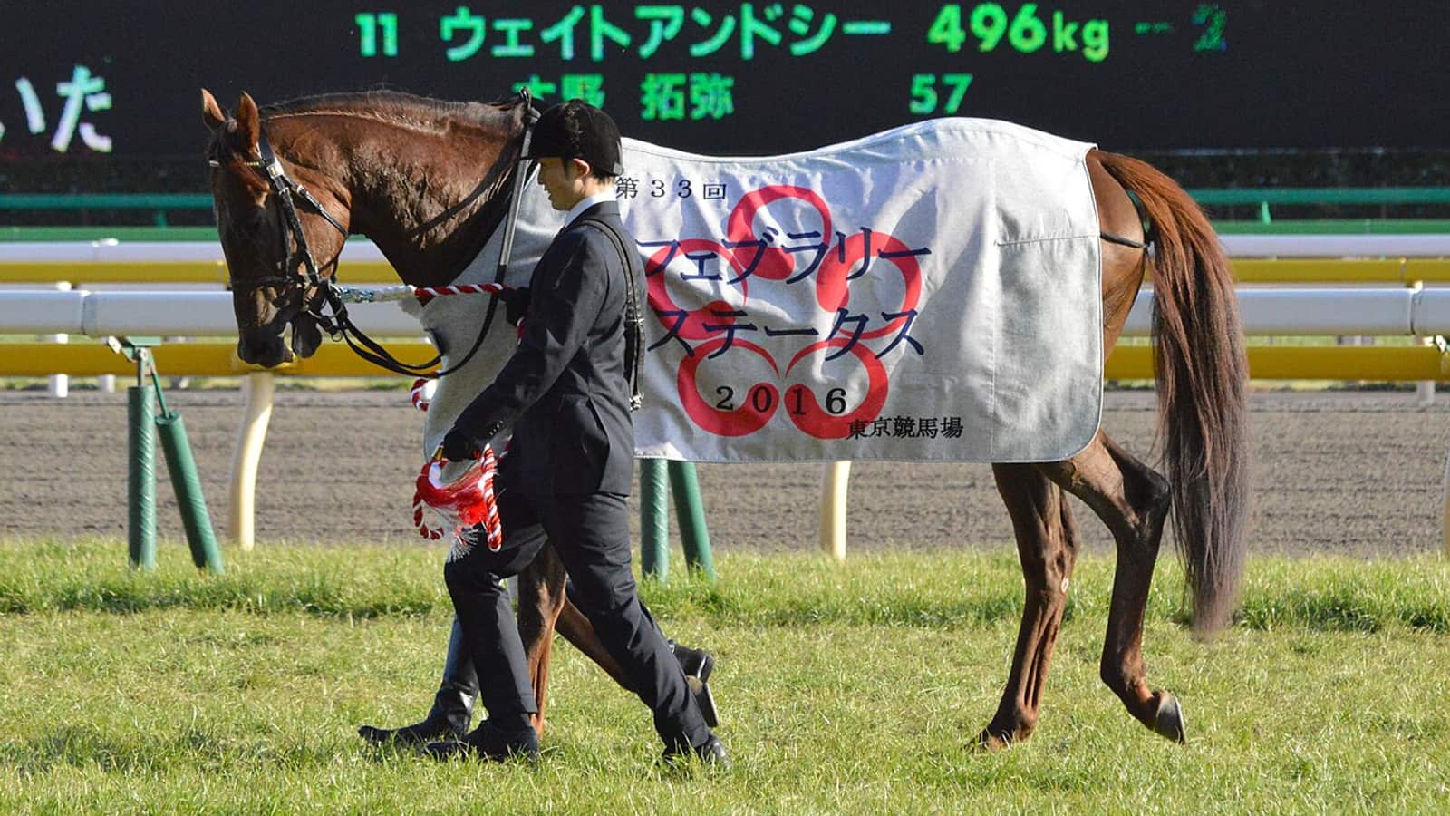 Kinésithérapeute équin appliquant un soin manuel sur le poste d'un cheval de course en rééducation.