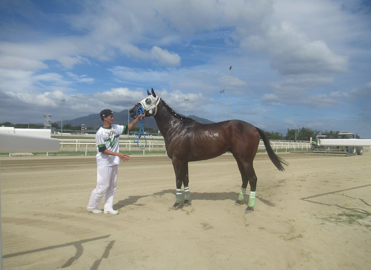 Pur-sang de course tenu par son lad sur la piste, illustrant la pension d'un cheval de course soumise à la TVA en 2026.