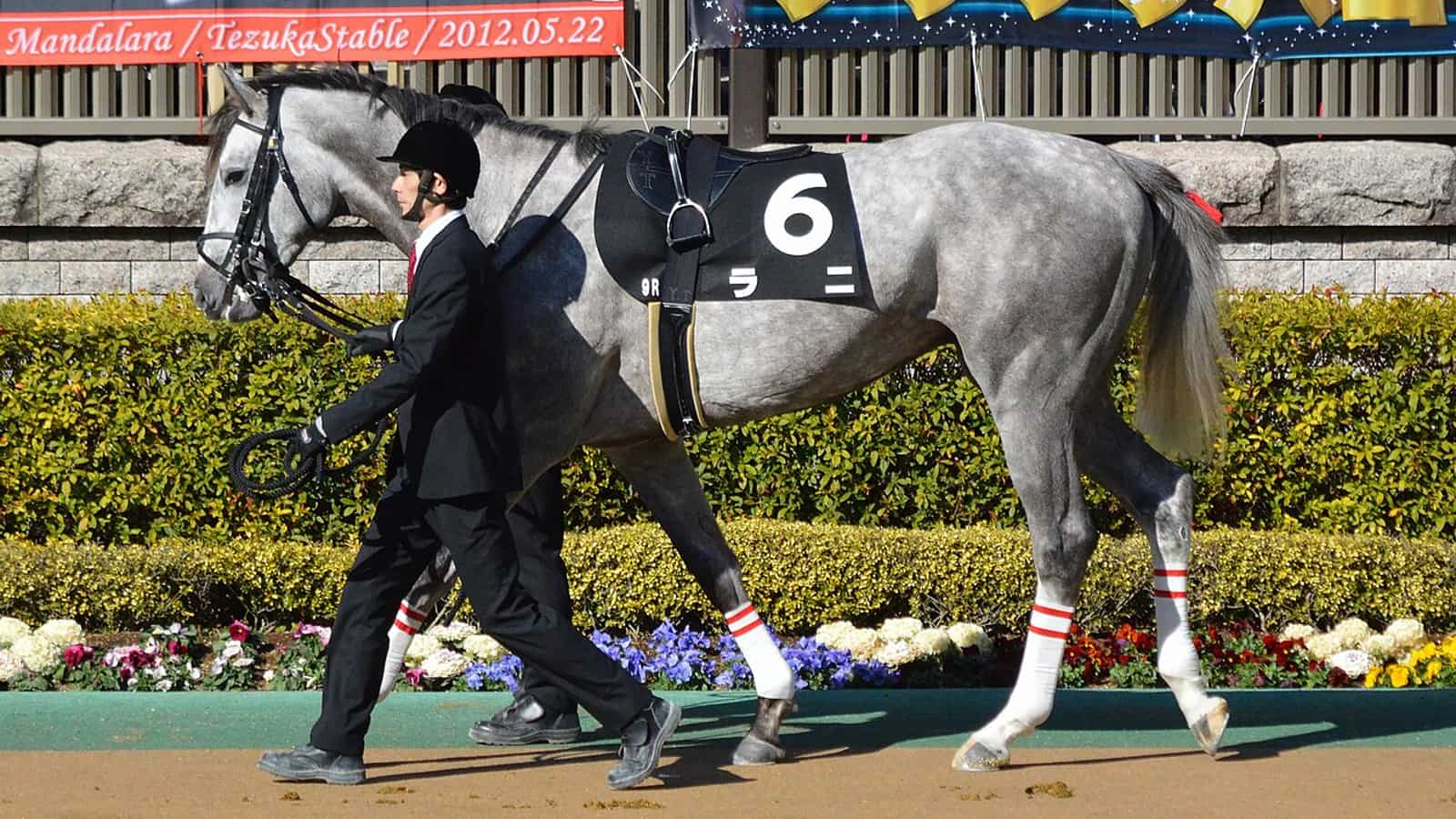 Driver de trot attelé en sulky tenant son carnet de monte avant une course sur un hippodrome français.
