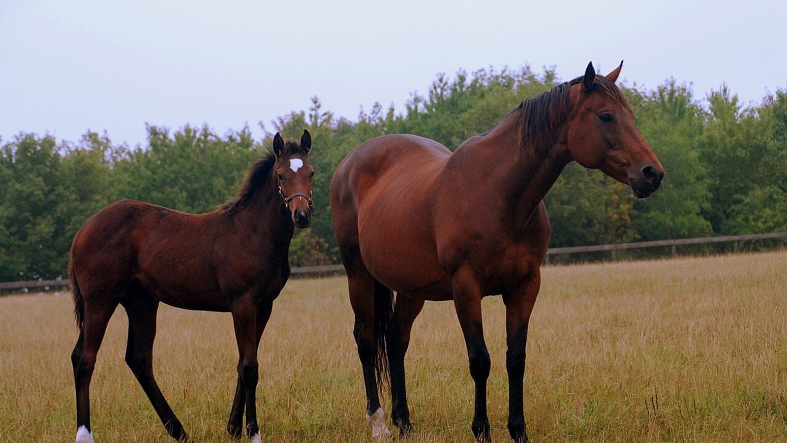 Jument poulinière de course au pré avec son poulain, illustrant l'élevage du cheval de course en France.