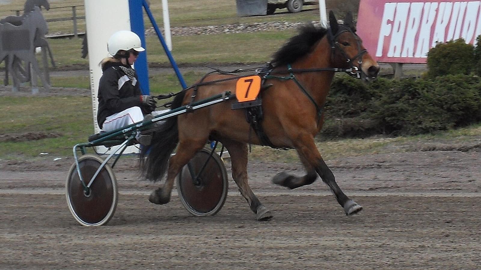 Trotteurs à l'entraînement sur une piste du centre d'entraînement de Grosbois, principal pôle du trot français.
