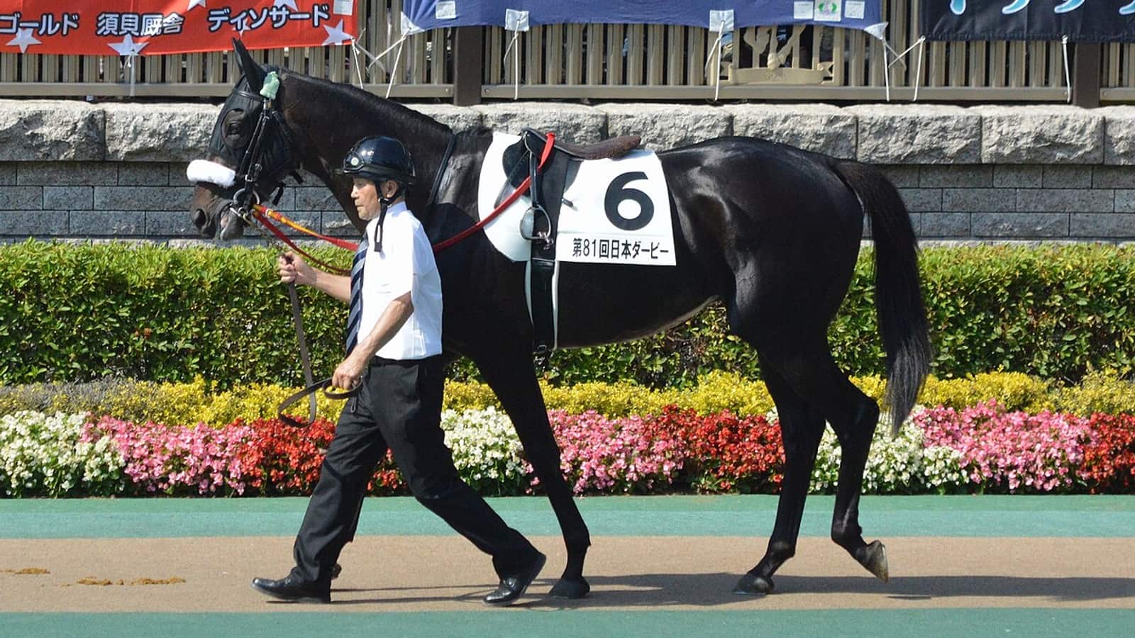 Jockey en casaque ajustant la selle d'un pur-sang avant une course de galop, illustrant le poids porté et le handicap.